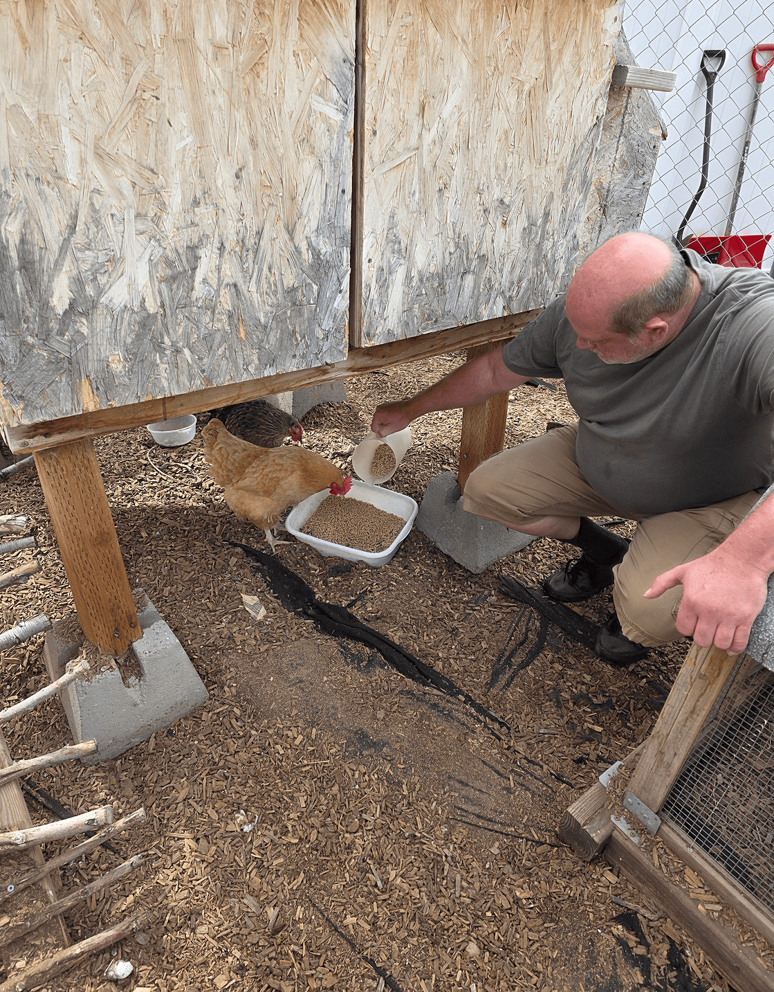 Person pouring feed for chickens beneath wooden coop