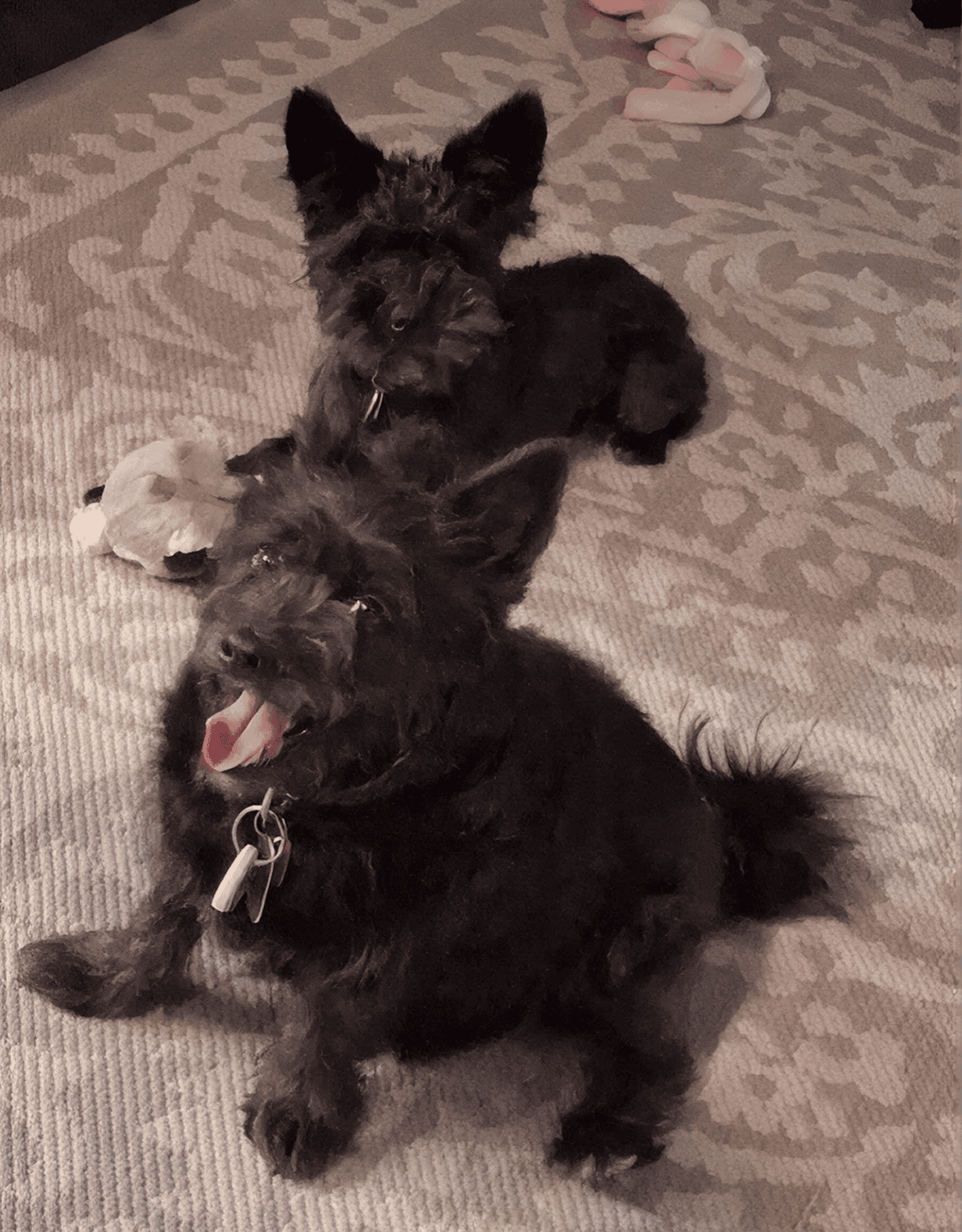 Two small black terrier dogs on patterned rug